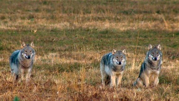 Neugierige Wolfswelpen im Winterfell sind leicht mit ausgewachsenen Raubtieren zu verwechseln.