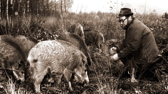 Heinz Meynhardt mit Wildschweinen