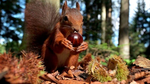 Eichhörnchen sammelt es Esskastanien, die man in Rheinland-Pfalz "Keschde" nennt.