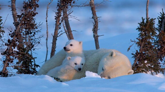 Eine Eisbärin mit zwei kleinen Jungtieren liegt im Schnee
