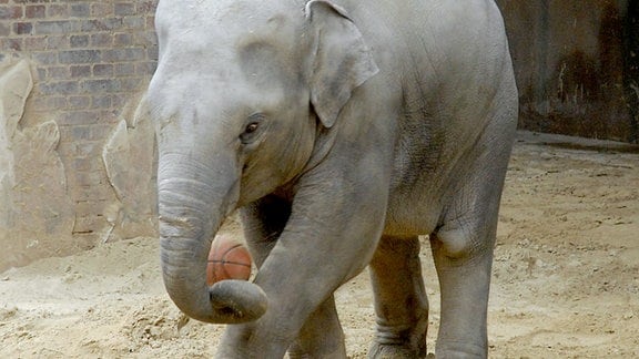 Der kleine Elefant Voi Nam spielt gern Fußball.