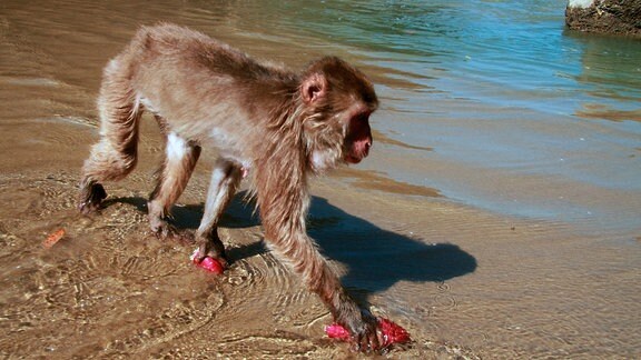 Ein Affe trägt seine Nahrung zum Meer.