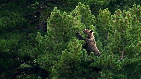 Braunbären lieben die Zapfen der Zirbelkiefern – dafür steigen sie sogar bis in die Baumwipfel.