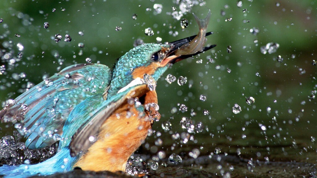 Leipzig Schutzt Den Eisvogel Erfolgreich Mdr De