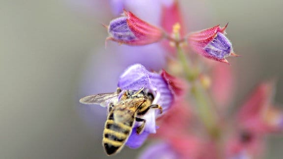  Biene an einer Salbeiblüte.