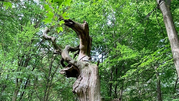 Die 1000-jährige Eiche mitten im Wald ist ein beliebtes Ausflugsziel für Wanderer. 1961 wurde sie zum Naturdenkmal erklärt. Das ist sie bis heute, auch wenn sie Anfang der 1970-er abgestorben ist.