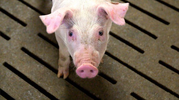 Armes Schwein, fettes Geschäft: für unser Billigfleisch im Supermarkt leiden nicht nur die Schweine.