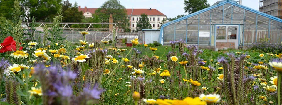 Grune Oase In Leipzig Der Gemeinschaftsgarten Annalinde Mdr De