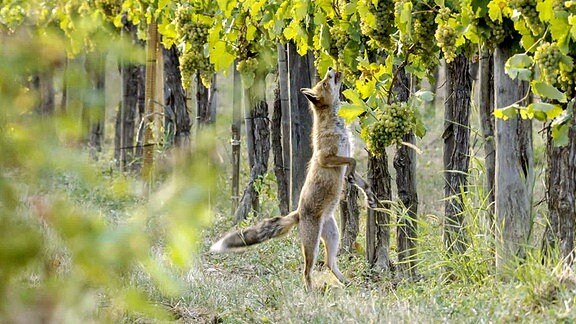 Fuchs frisst Weintrauben.