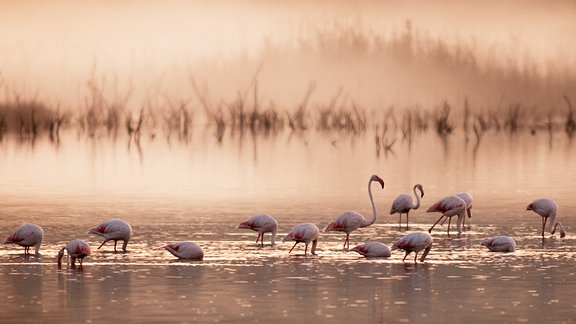 Eine Gruppe Flamingos sucht kurz nach Sonnenaufgang nach Krebstieren im Wasser.