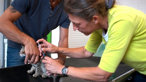 Tierärztin Kirsten Lagemann impft ein kleines Kätzchen