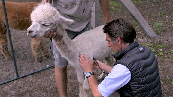 Gehören zum Patientenstamm  der Tierärzte Lagemann – Alpakas in der Altmark