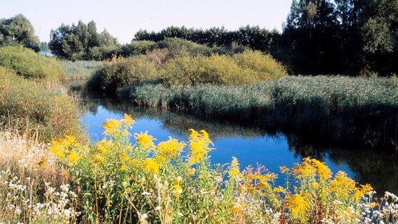 Die Schilfzone an der Donau bei Straubing.