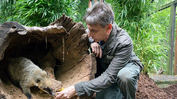 Keinen Appetit: Chef-Tierpfleger Conny Weidner (Thorsten Wolf) macht sich Sorgen um den letzten Nasenbären im Leipziger Zoo, der einfach nicht fressen will.