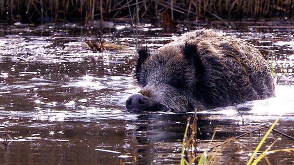 Wildschweine sind gute und ausdauernde Schwimmer.
