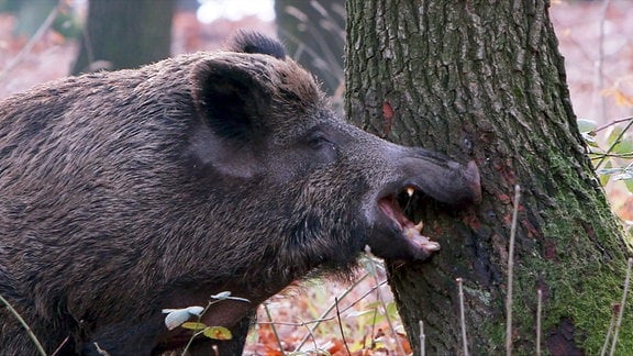 Ob Bache oder Eber – Wildschweine markieren Bäume mit Duftstoffen, die dem anderen Geschlecht signalisieren, wenn sie paarungsbereit sind.