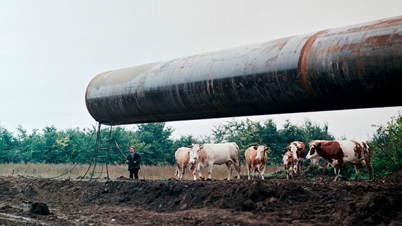 Landwirt mit Kühen an der Baustelle „Drushba-Trasse“, 1970er, Ukraine