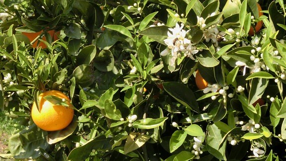 Orangenbaum in Valencia.