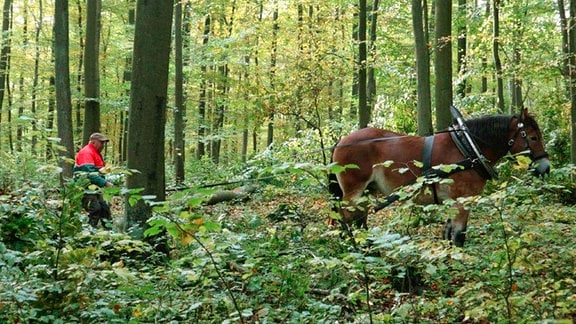 Pferderücker Dietrich Weserau und Bonny im Landesforst Brandenburg (Uckermark)