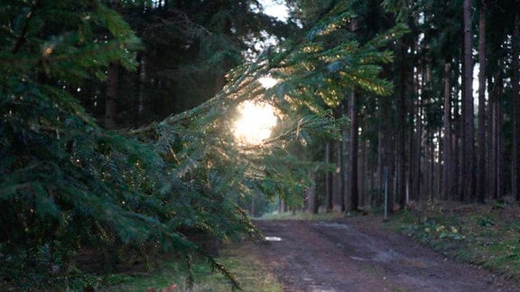 Lichteinfall auf Waldweg