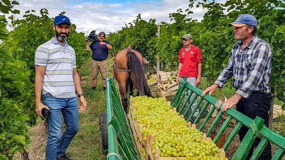 Weinanbau ist eine der tragenden Säulen der Landwirtschaft in der Republik Moldau.