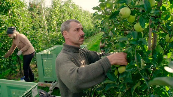 Wir sind in der Region Grojec (sprich: Grojez) südlich von Warschau. 20 Milliarden Äpfel werden hier pro Jahr geerntet. Und jeder einzelne davon mit den Händen der Pflückerinnen und Pflücker.