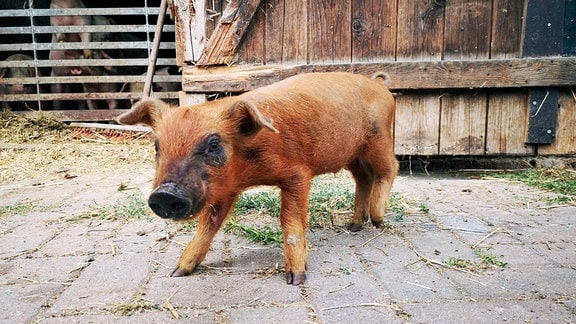 Auf dem Biolandhof Michael Dihlmann werden Duroc-Ferkel gezüchtet. Das Fleisch der Schweine gilt als besonders zart und aromatisch.