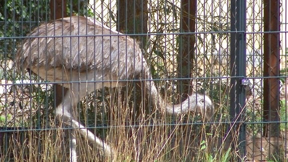 Ein Emu hinter Gittern.