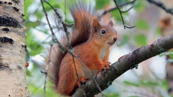 Ein Eichhörnchen auf einem Ask