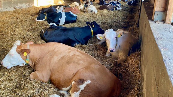 Kühe liegen in einer Stall-Anlage.