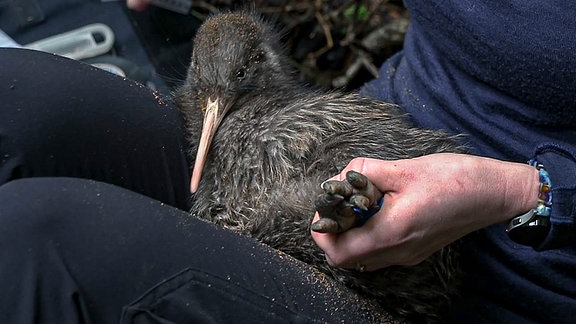 Kiwi – das scheue und vom Aussterben bedrohte Wappententier Neuseelands