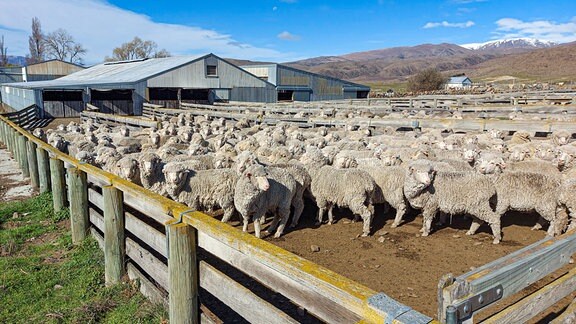 In Neuseeland gibt es 5,5 Millionen Einwohner, aber über 25 Millionen Schafe