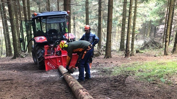 Zwei Waldarbeiter zersägen einen Baumstamm im Wald.