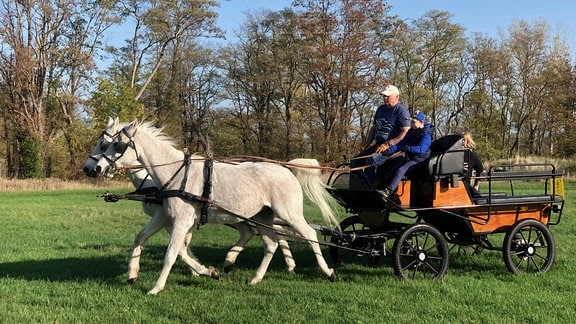 Udo Fischer bringt seinem 8jährigen Enkel das Kutschefahren bei: und zwar zweispännig!