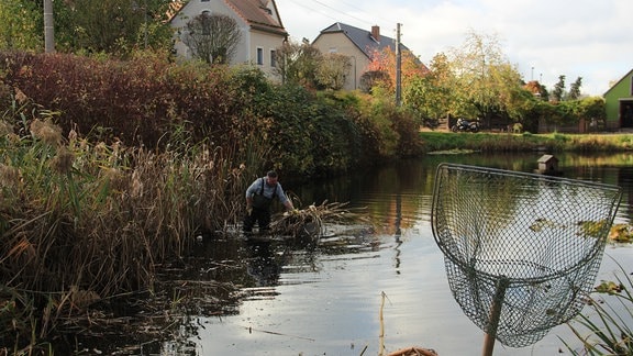Zwei von früher mal sieben Dorfteichen sind in Ebersbach noch bewirtschaftet. Den Teich am Spielplatz pflegt Silvio Sehm. Herbstputz heißt diesmal: Schilf hauen.