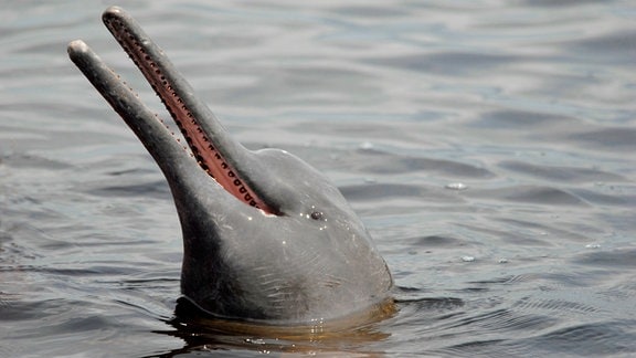 Der Amazonas-Flussdelfin, auch Boto genannt, ist perfekt an die Unterwasserwelt angepasst. Im trüben Wasser jagt er seine Beute per Echoortung.