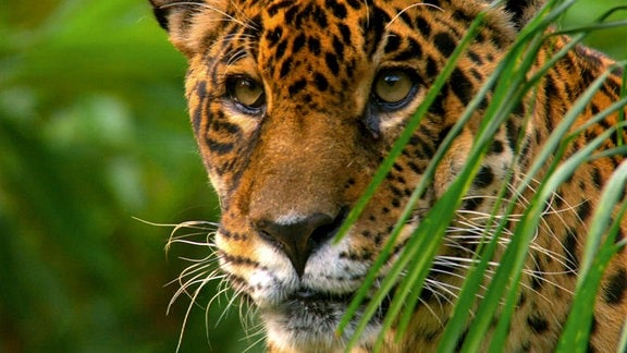 Der Jaguar ist die mächtigste Raubkatze Südamerikas. Weil größere Beutetiere im Regenwald selten sind, nutzen die Katzen riesige Reviere: Das Territorium eines Männchens ist gut 40.000 Hektar groß.