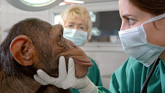 Die Tierärztin untersucht einen Schimpansen.