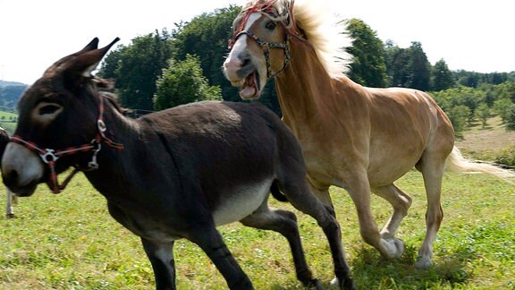 Der Esel wird von den Pferden auf der gemeinsamen Koppel gemobbt und gebissen.