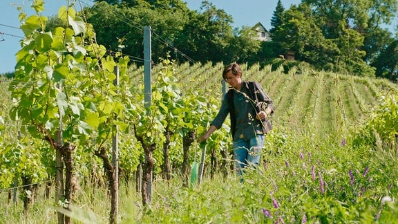 Weinbauer Armin Tement baut Wein auf der österreichischen und slowenischen Seite des Grenzpanoramawegs an