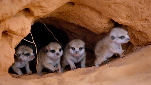 Erdmännchenbabies verlassen das erste Mal die Höhle