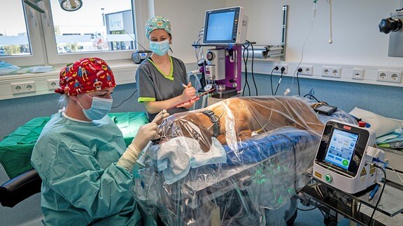 Fachzentrum für Kleintiermedizin in Chemnitz: Fachzentrumsleiterin Theresa Eulitz OP bei Augen-OP eines Hundes