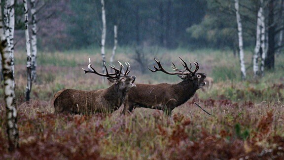Rothirsch (Cervus elaphus), zwei röhrende Männchen.