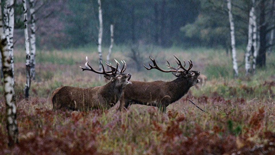 The secret life of the red deer