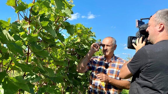 Weingutbesitzer Frank Hanke misst dem sogenannten Refraktormeter den Zuckergehalt einzelner Beeren. Bis zu 85 oder sogar 95 Oechsle könnten bei diesem sommerlichen Wetter im Frühherbst möglich sein.