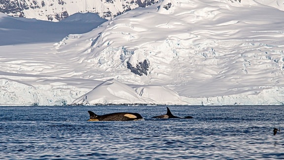 Killerwale vor der Küste der Antarktis (Antarktische Halbinsel) in Höhe des Polarkreises