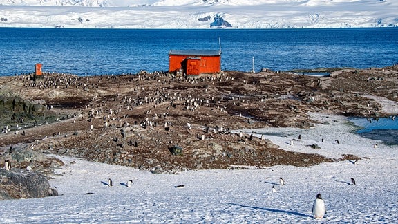 Die Esels-Pinguinkolonie bei der argentinischen Schutzhütte Mikkelsen Harbour in der Antarktis