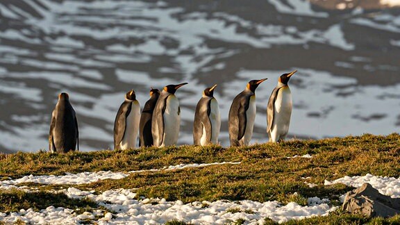 Königspinguine auf der antarktischen Insel South Georgia