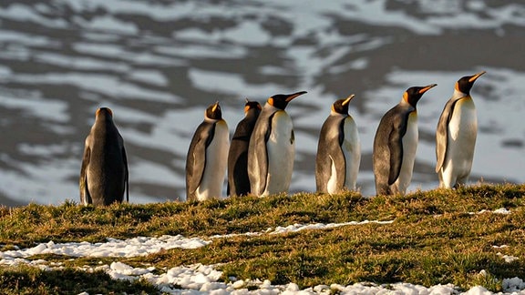 Königspinguine auf der antarktischen Insel South Georgia