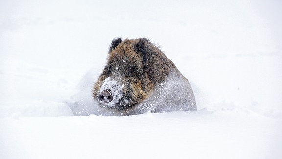Wenn der Schnee in den Tälern meterhoch liegt, ist der Wildwechsel für Hirsche und Wildscheine schwierig.